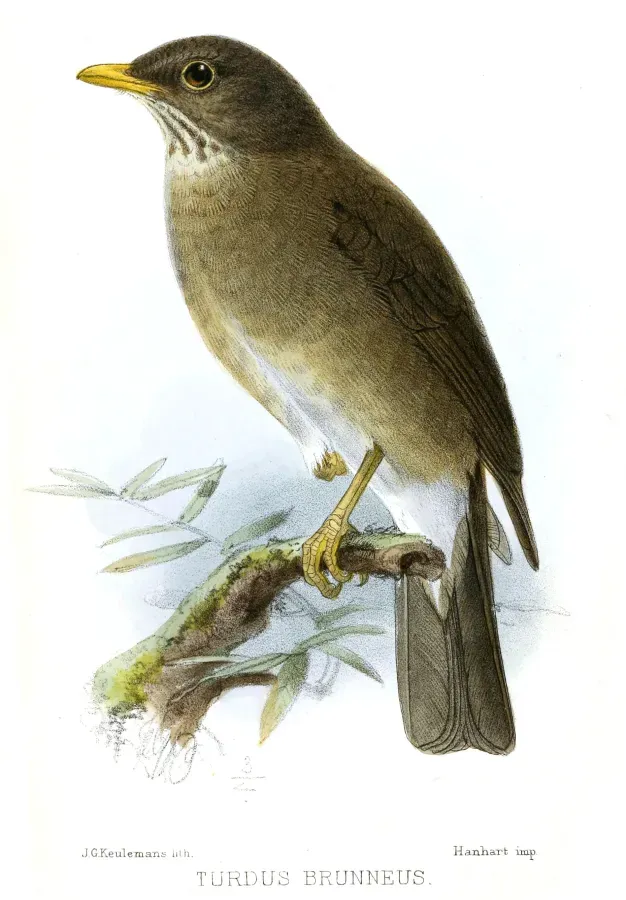 File:TurdusLawrenciiKeulemans.jpg