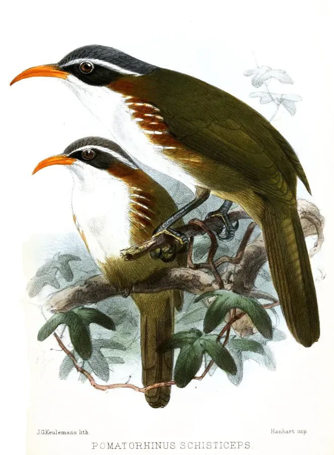 File:PomatorhinusSchisticepsKeulemans.jpg