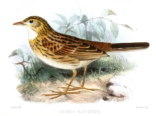 File:AnthusNattereriSmit.jpg
