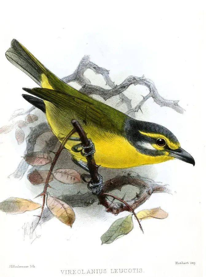 File:VireolaniusLeucotisKeulemans.jpg