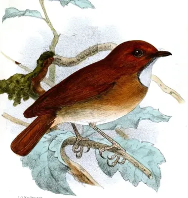 File:Anthipes solitaris.jpg