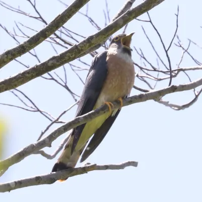 File:Hierococcyx hyperythrus singing.jpg