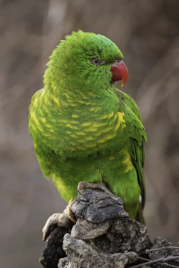 File:Lori žlutoskvrnný – Scaly-breasted lorikeet – Trichoglossus chlorolepidotus (Prague Zoo) 01.jpg