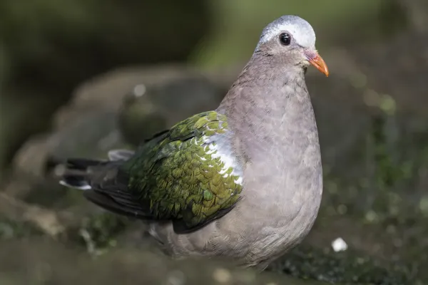 File:Holub zelenokřídlý – Common emerald dove – Chalcophaps indica (Prague Zoo).jpg