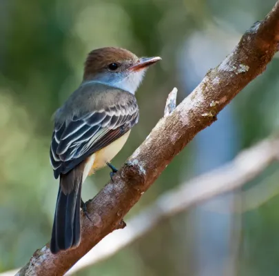 File:Myiarchus tyrannulus -Piraju, Sao Paulo, Brazil-8.jpg