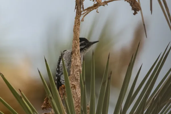 File:Ladder-backed Woodpecker (Dryobates scalaris) (52830699663).jpg
