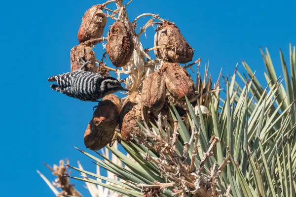 File:Ladder-backed Woodpecker (Dryobates scalaris) (52829653097).jpg