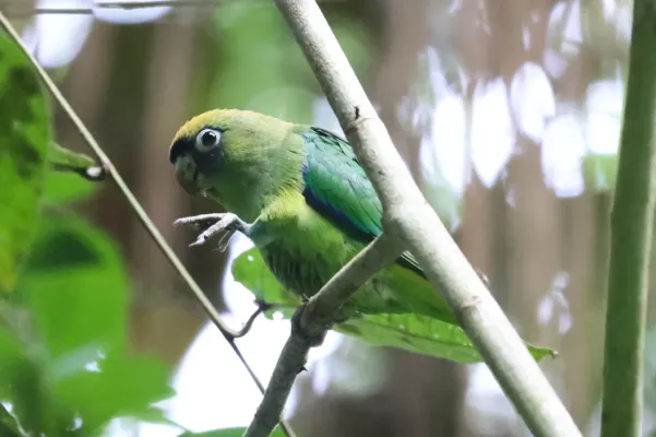 File:Touit huetii by Tommy Andriollo.jpg