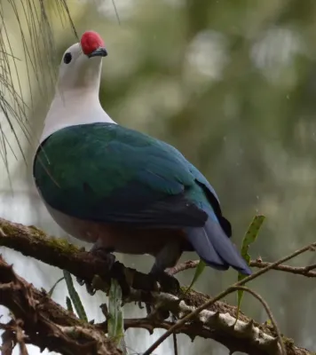 File:Ducula rubricera.jpg