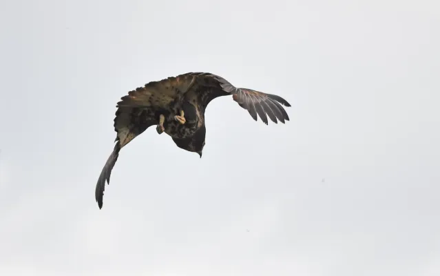 File:Buteogallus solitarius 336111189.jpg