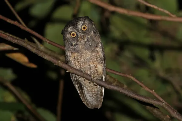 File:Otus collari 435260037.jpg