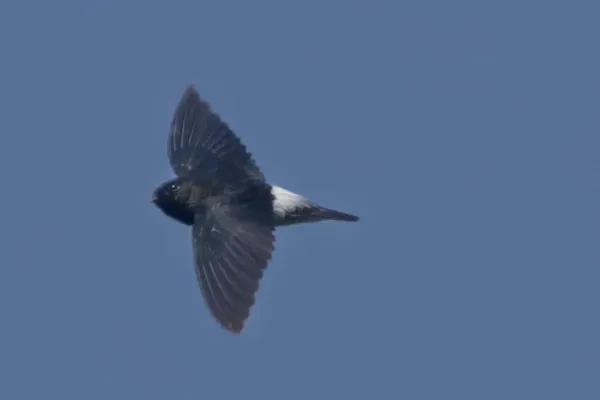 File:Zoonavena thomensis 469100403.jpg
