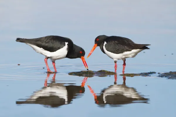 File:Haematopus longirostris - Austins Ferry.jpg