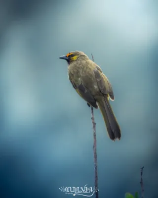 File:Pycnonotus bimaculatus by ꦥꦤ꧀ꦗꦶꦒꦸꦱ꧀ꦠꦶꦄꦏ꧀ꦧꦂ.jpg