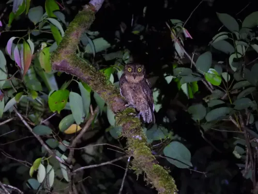 File:Otus insularis 453454988.jpg