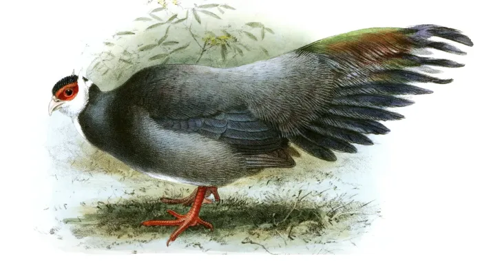 File:CrossoptilonHarmaniKeulemans.jpg