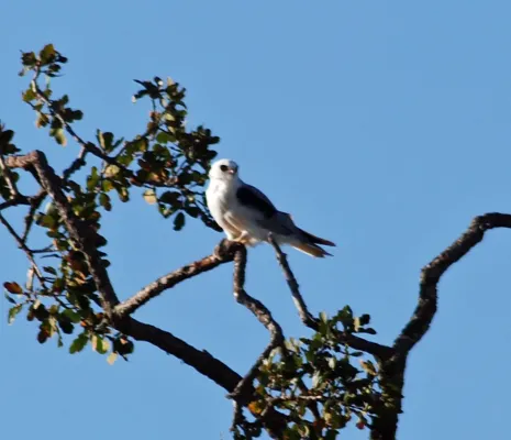 File:White-tailed Kite (Elanus leucurus) at Arastradero Preserve 2011-08-21.jpg