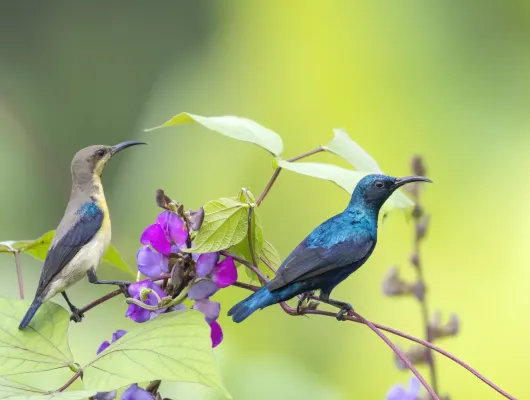 File:Purple sunbird (Cinnyris asiaticus), Naogaon, Bangladesh.jpg
