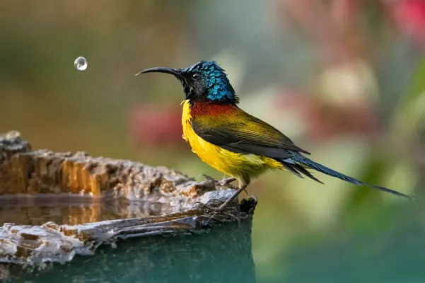 File:Green-tailed sunbird (Aethopyga nipalensis), Darjeeling, West Bengal.jpg