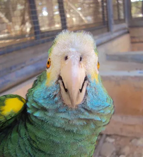 File:Amazona barbadensis en Zoológico de Paraguaná.jpg