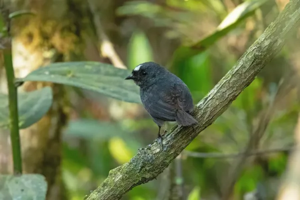 File:Scytalopus bolivianus 444815294.jpg