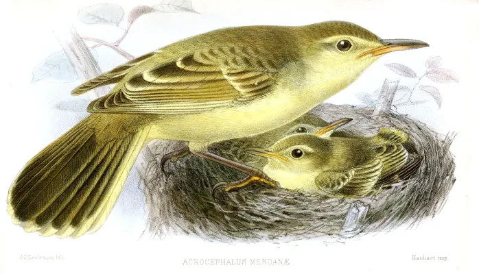 File:AcrocephalusMendanaeKeulemans.jpg