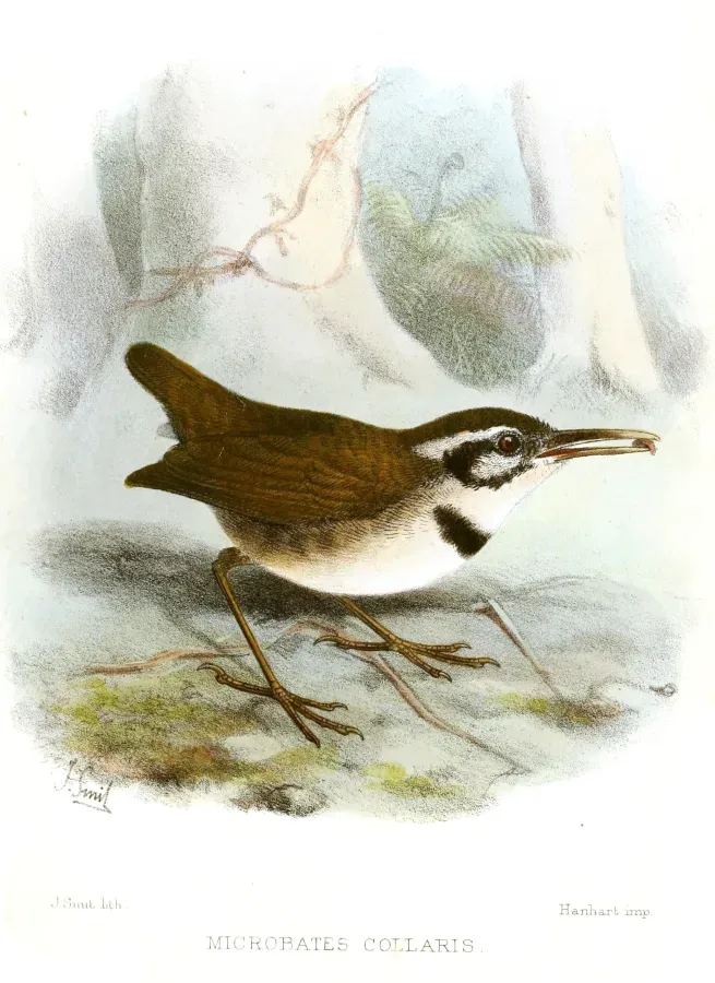 File:MicrobatesCollarisSmit.jpg