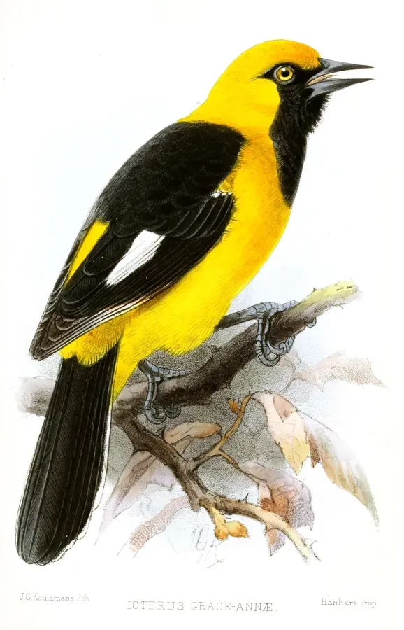 File:IcterusGraceAnnaeKeulemans.jpg