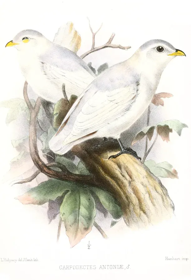 File:CarpodectesAntoniaeRidgwaySmit.jpg
