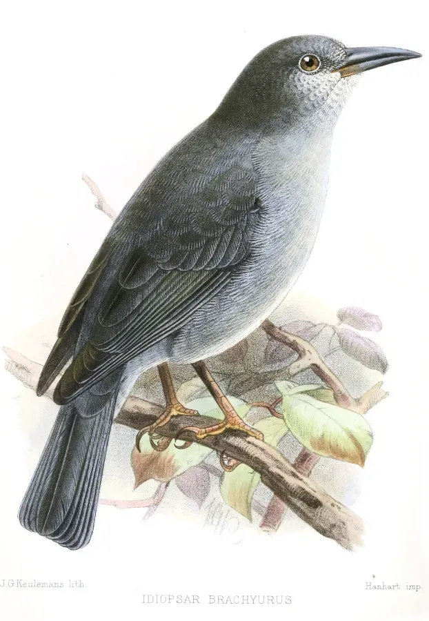File:IdiopsarBrachyurusKeulemans.jpg