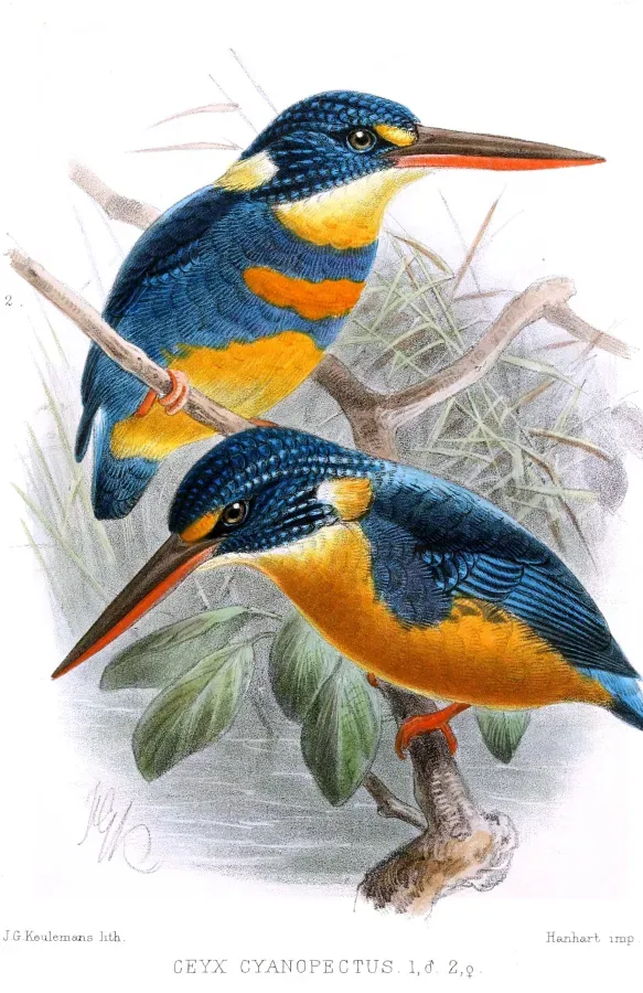 File:CeyxCyanopectusKeulemans.jpg