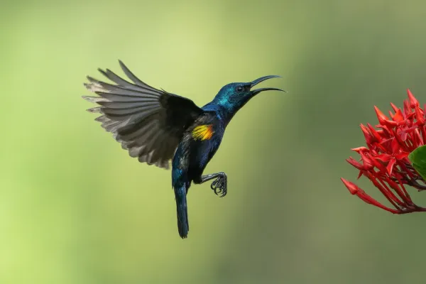 File:বেগুনি মৌটুসি (Cinnyris asiaticus), জাতীয় উদ্ভিদ উদ্যান, ঢাকা.jpg