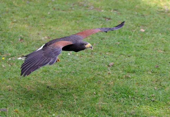 File:Parabuteo unicinctus qtl2.jpg