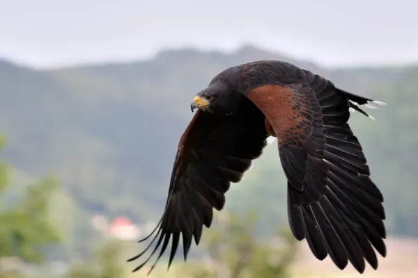 File:Parabuteo unicinctus qtl1.jpg