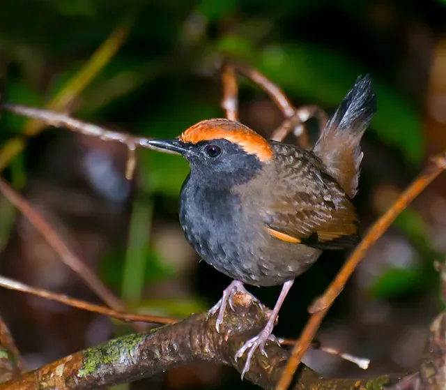 File:Formicarius colma -Vale do Ribeira, Registro, Sao Paulo, Brazil-8 (1).jpg