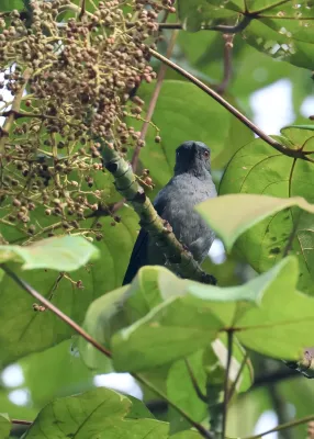 File:Lalage fimbriata - nevwright - 338999490.jpeg