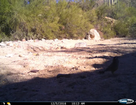 File:Cactus Wren, Campylorhynchus brunneicapillus (31470846055).jpg