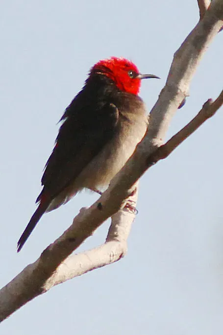File:Myzomela erythrocephala.jpg