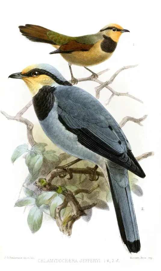 File:ChlamydochaeraJefferyiKeulemans.jpg