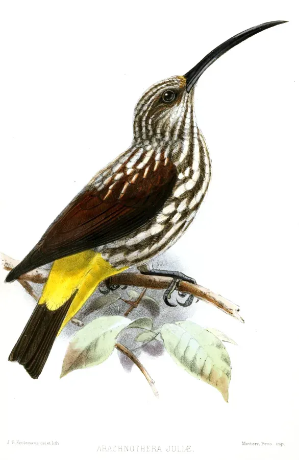 File:ArachnotheraJuliaeKeulemans.jpg