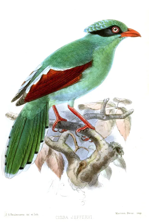 File:CissaJefferyiKeulemans.jpg