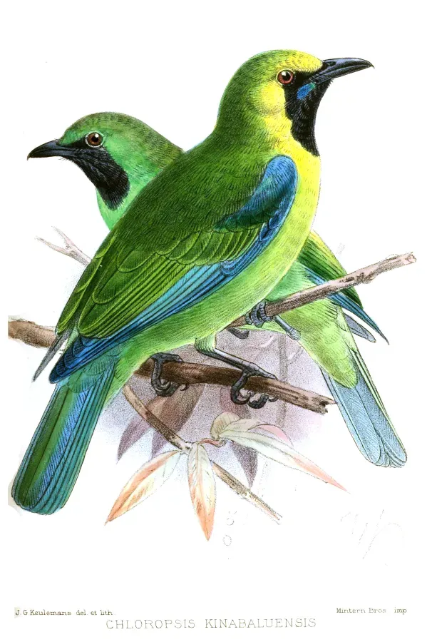 File:ChloropsisKinabaluensisKeulemans.jpg