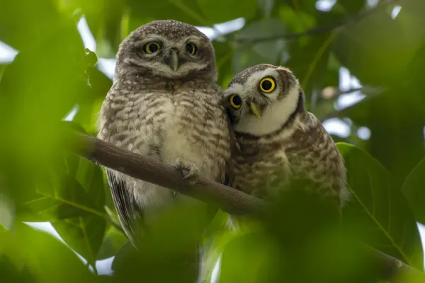 File:Spotted owlet (Athene brama) pair, Dhaka, Bangladesh.jpg