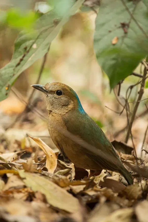File:Blue-naped pitta (Hydrornis nipalensis), University of Chittagong (06).jpg