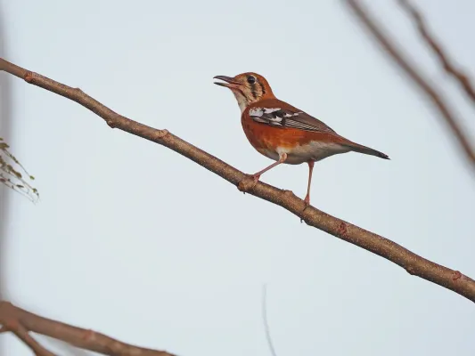 File:Geokichla peronii 337788041.jpg