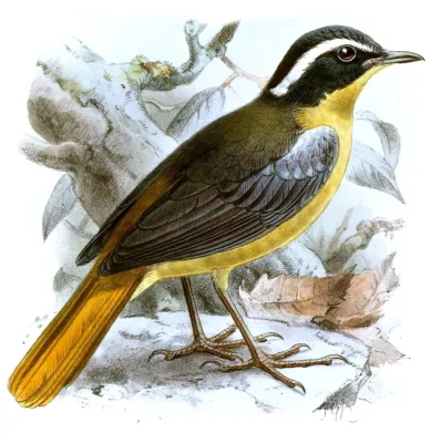 File:CossyphaCyanocampterKeulemans.jpg