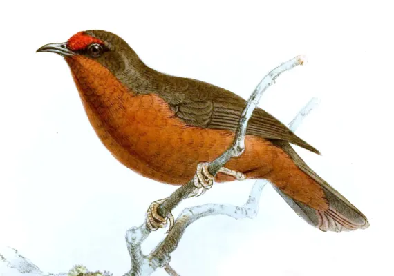 File:ParmoptilaJamesoniKeulemans.jpg