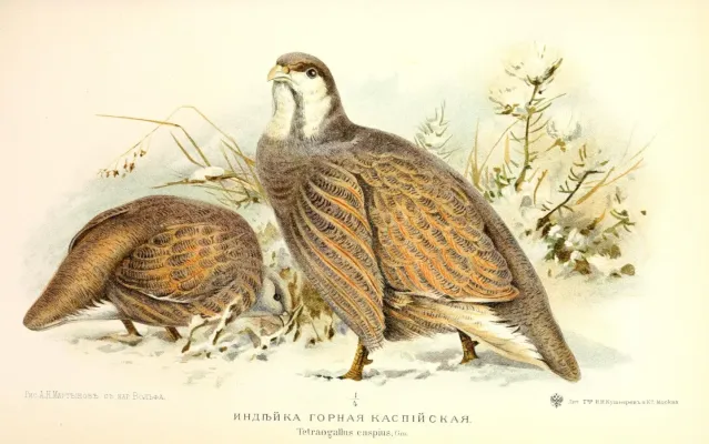 File:Tetraogallus caspius.jpg