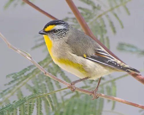 File:Pardalotus striatus - Risdon Brook.jpg