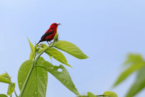 File:Myzomela wakoloensis wakoloensis 440527678.jpg